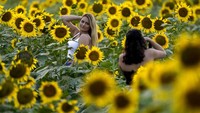 Seorang wanita berfoto di ladang bunga matahari di Grinter Farms, Kansas, Senin 7 September 2020.