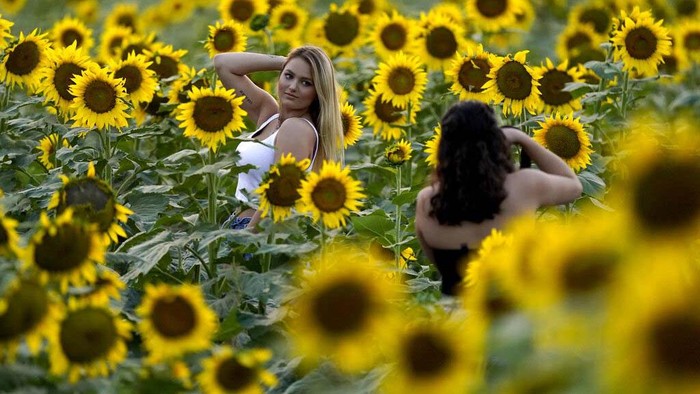 Semarak Bunga Matahari yang Mekar di Kansas Girls pose for a photo in a sunflower field at Grinter Farms, Monday, Sept. 7, 2019, near Lawrence, Kan. The 26-acre field, planted annually by the Grinter family, draws thousands of visitors during the weeklong late summer blossoming of the flowers. (AP Photo/Charlie Riedel)