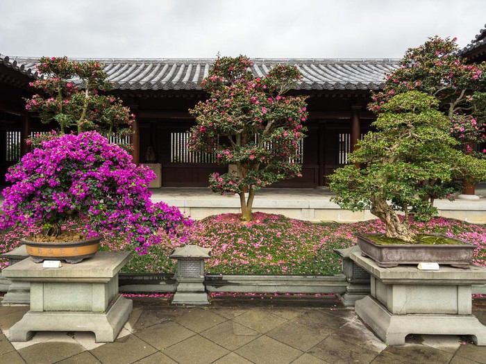 Bougainvillea bonsai plant, Pune