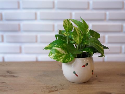 The Pothos with a Natural Light in the Morning Summer Day