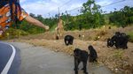 Potret Warga Sulteng Beri Makan Kera Hitam di Pinggir Jalan