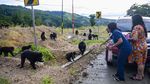 Potret Warga Sulteng Beri Makan Kera Hitam di Pinggir Jalan