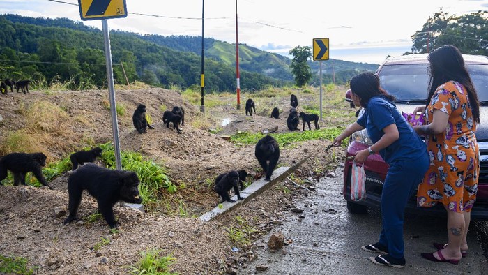 Warga Sulteng Beri Makan Kera Hitam di Pinggir Jalan Sejumlah Kera Hitam Sulawesi mencari makanan di pinggir jalan Trans Sulawesi. Tak sedikit warga yang berhenti untuk memberi makanan kawanan kera hitam tersebut.