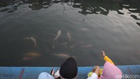 Di tempat wisata tersebut warga bisa memberika makan ikan koi dan nila serta disediakan tempat khusus untuk memancing.