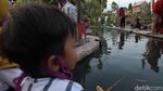 Wisata Alternatif di Yogya Ini Pamerkan Ribuan Ikan Nila dan Koi