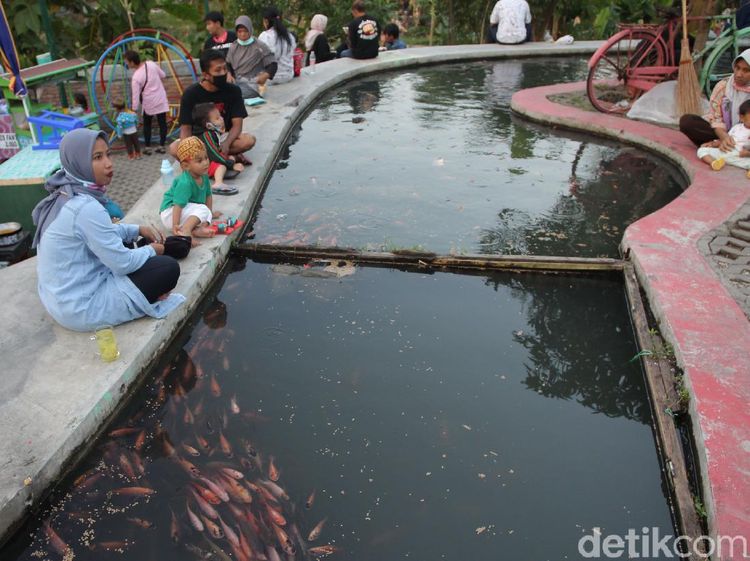Wisata Alternatif di Yogya Ini Pamerkan Ribuan Ikan Nila dan Koi