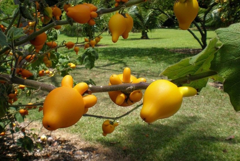 Buah Ini Terlihat Mirip Semangka dan Rambutan Padahal Beracun