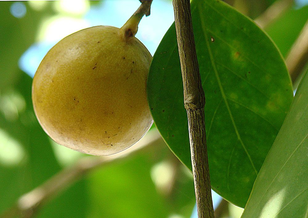 Buah Ini Terlihat Mirip Semangka dan Rambutan Padahal Beracun