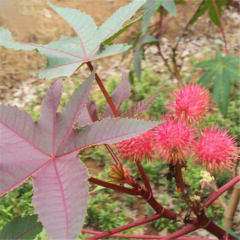 Buah Ini Terlihat Mirip Semangka dan Rambutan Padahal Beracun