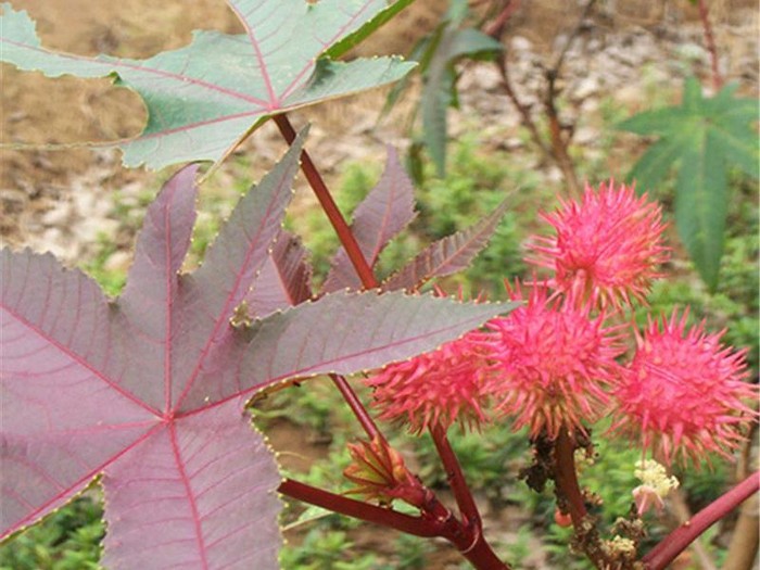 Buah Ini Terlihat Mirip Semangka dan Rambutan Padahal Beracun Buah Ini Terlihat Mirip Semangka dan Rambutan Padahal Beracun