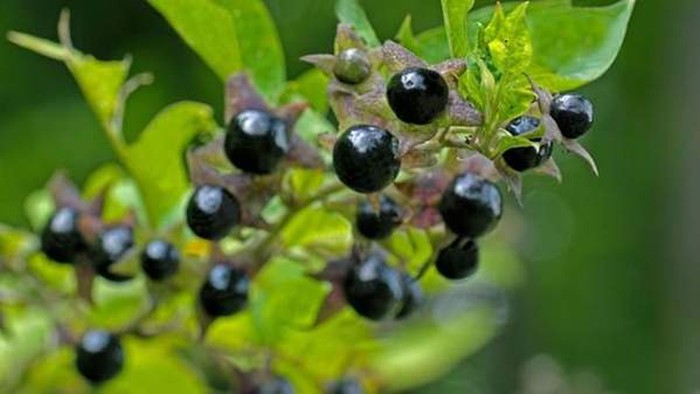 Buah Ini Terlihat Mirip Semangka dan Rambutan Padahal Beracun Buah Ini Terlihat Mirip Semangka dan Rambutan Padahal Beracun