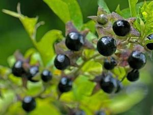 Buah Ini Terlihat Mirip Semangka dan Rambutan Padahal Beracun