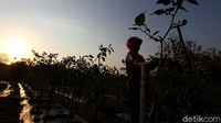 Pandemi Corona menambah penderitaan petani. Sejumlah komoditas yang ditanam harga jualnya turun.