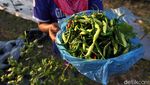 Harga Anjlok, Petani Cabai di Wonogiri Menjerit