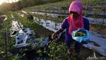Harga Anjlok, Petani Cabai di Wonogiri Menjerit