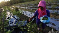Menurut petani harga jual ini tidak sebanding dengan biaya produksi.