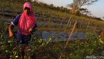 Harga Anjlok, Petani Cabai di Wonogiri Menjerit