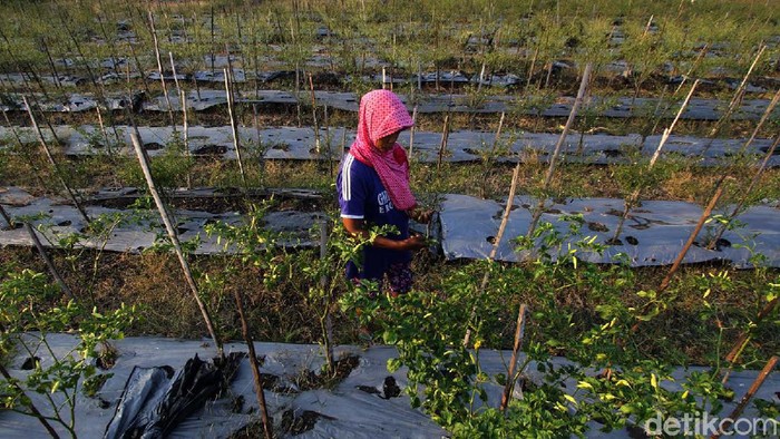 Harga Anjlok, Petani Cabai di Wonogiri Menjerit Saat ini harga cabai di tingkat petani hanya Rp 6000/kg. Hal ini membuat petani cabai di Eromoko, Wonogiri, Jawa Tengah, menjerit.