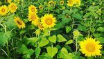 Potret Hamparan Kebun Bunga Matahari nan Cantik