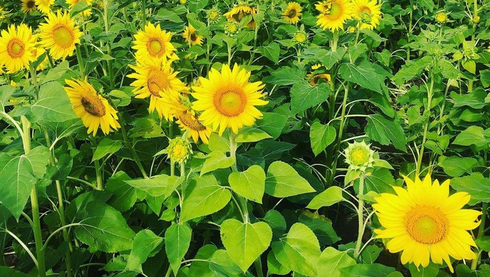 Kebun Bunga Matahari Kebun Bunga Matahari
