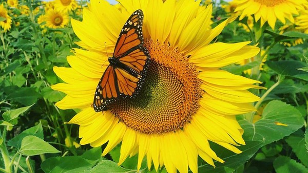 Potret Hamparan Kebun Bunga Matahari nan Cantik
