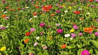 Tak hanya bunga matahari, namun ada pula kebun zinnias yang cantik (Thomson Strawberry Farm/Instagram)