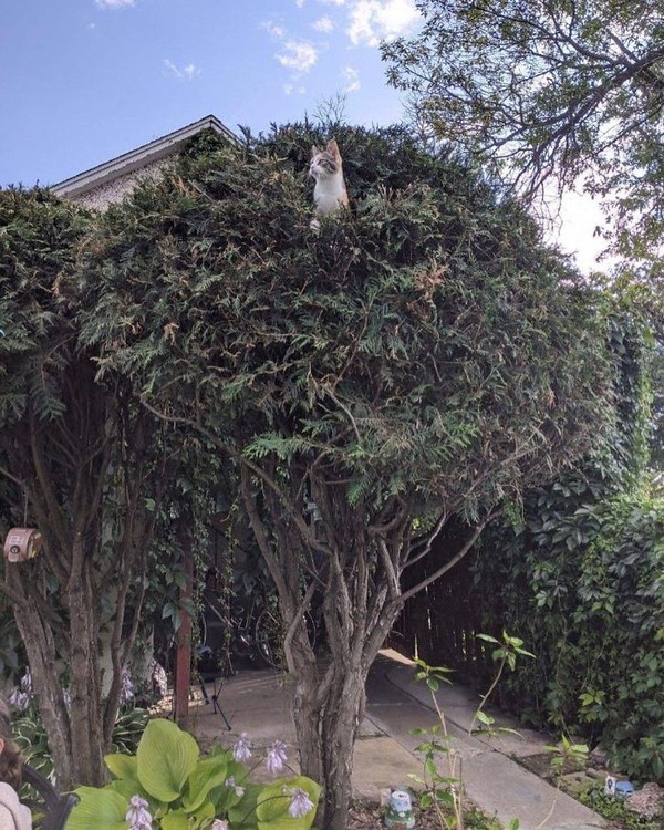 Juga kucing memanjat pohon untuk bermain dengan sesamanya, tidur siang atau bersenang-senang. (Bored Panda)