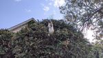 Jangan Salah Fokus! Ini Kucing, Bukan Burung