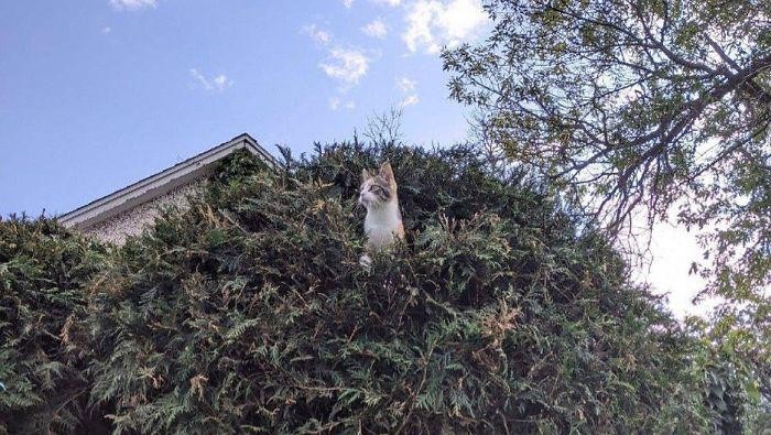 kucing di atas pohon
