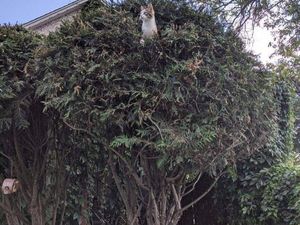 4 Tips Cegah Kucing Liar Naik ke Atap Rumah