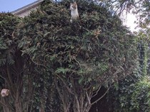 Jangan Disiram Air Panas, Ini Cara Cegah Kucing Liar ke Atap Rumah