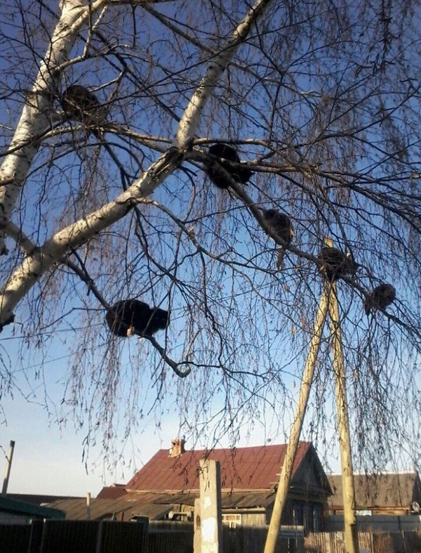 Selain itu kucing juga memanjat untuk mengejar mangsanya. Apakah itu tupai atau burung hingga ke atas pohon. (Bored Panda)