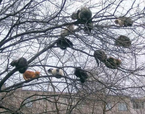 Katanya untuk memberikan rasa nyaman dan aman. Serta mengasah kemampuan mereka untuk survey banyak wuilayah dari sudut tersebut. JAdi memanjat bagi kucing memberikan semacam rasa aman. (Bored Panda) Katanya untuk memberikan rasa nyaman dan aman. Serta mengasah kemampuan mereka untuk survey banyak wuilayah dari sudut tersebut. JAdi memanjat bagi kucing memberikan semacam rasa aman. (Bored Panda)