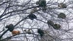 Jangan Salah Fokus! Ini Kucing, Bukan Burung