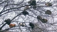 Katanya untuk memberikan rasa nyaman dan aman. Serta mengasah kemampuan mereka untuk survey banyak wuilayah dari sudut tersebut. JAdi memanjat bagi kucing memberikan semacam rasa aman. (Bored Panda)