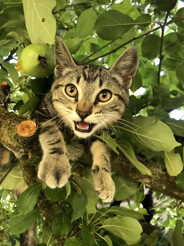 Ternyata ada alasan ilmiah juga kenapa kucing sangat suka ketinggian lho. (Bored Panda)