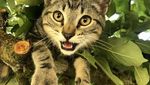 Jangan Salah Fokus! Ini Kucing, Bukan Burung