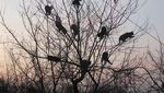 Jangan Salah Fokus! Ini Kucing, Bukan Burung