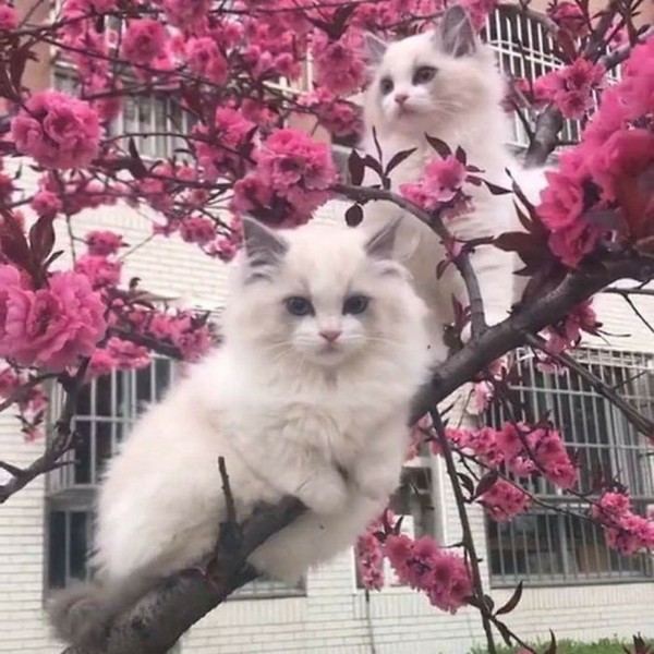 Kucing memang suka memanjat. Apapun mereka panjat dengan cakar mungil mereka. (Bored Panda)