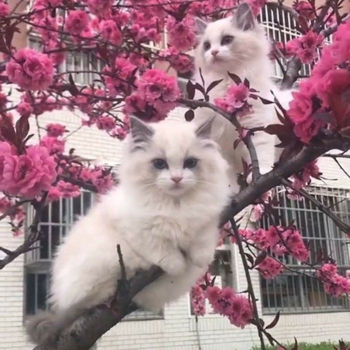 kucing di atas pohon kucing di atas pohon