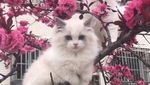 Jangan Salah Fokus! Ini Kucing, Bukan Burung
