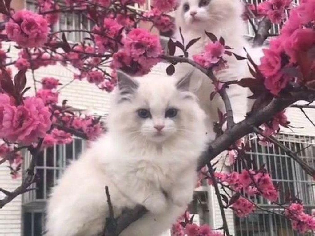 Duh Genitnya Kucing Ini Spesial Berdandan Untuk Pose Dengan Makanan Foto 2