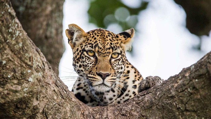 Macan tutul