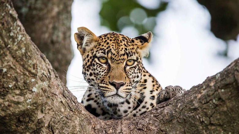 Macan tutul