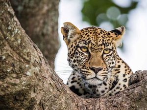 Macan Tutul Vs Harimau, Siapa yang Lebih Cepat?