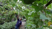 Lahan perkotaan ini dikelola secara swadaya oleh warga sekitar semenjak pandemi COVID-19.