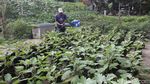 Manfaatkan Lahan Kosong untuk Lumbung Ketahanan Pangan