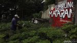 Manfaatkan Lahan Kosong untuk Lumbung Ketahanan Pangan