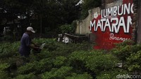 Berbagai jenis sayuran seperti, cabai, tomat, terong, ubi, pare ada di tempat ini.