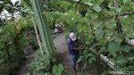 Manfaatkan Lahan Kosong untuk Lumbung Ketahanan Pangan
